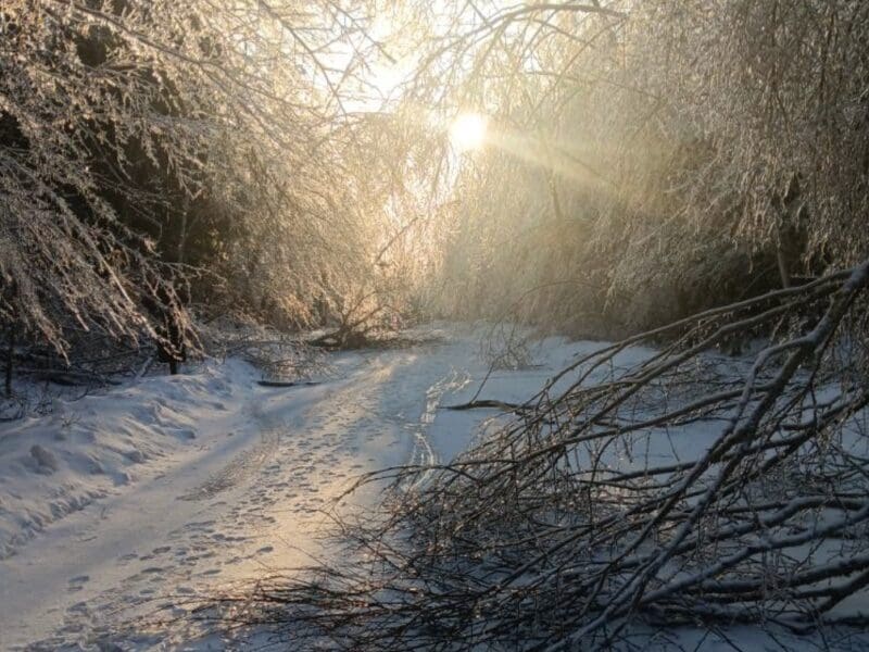Ice storm in Michigan.